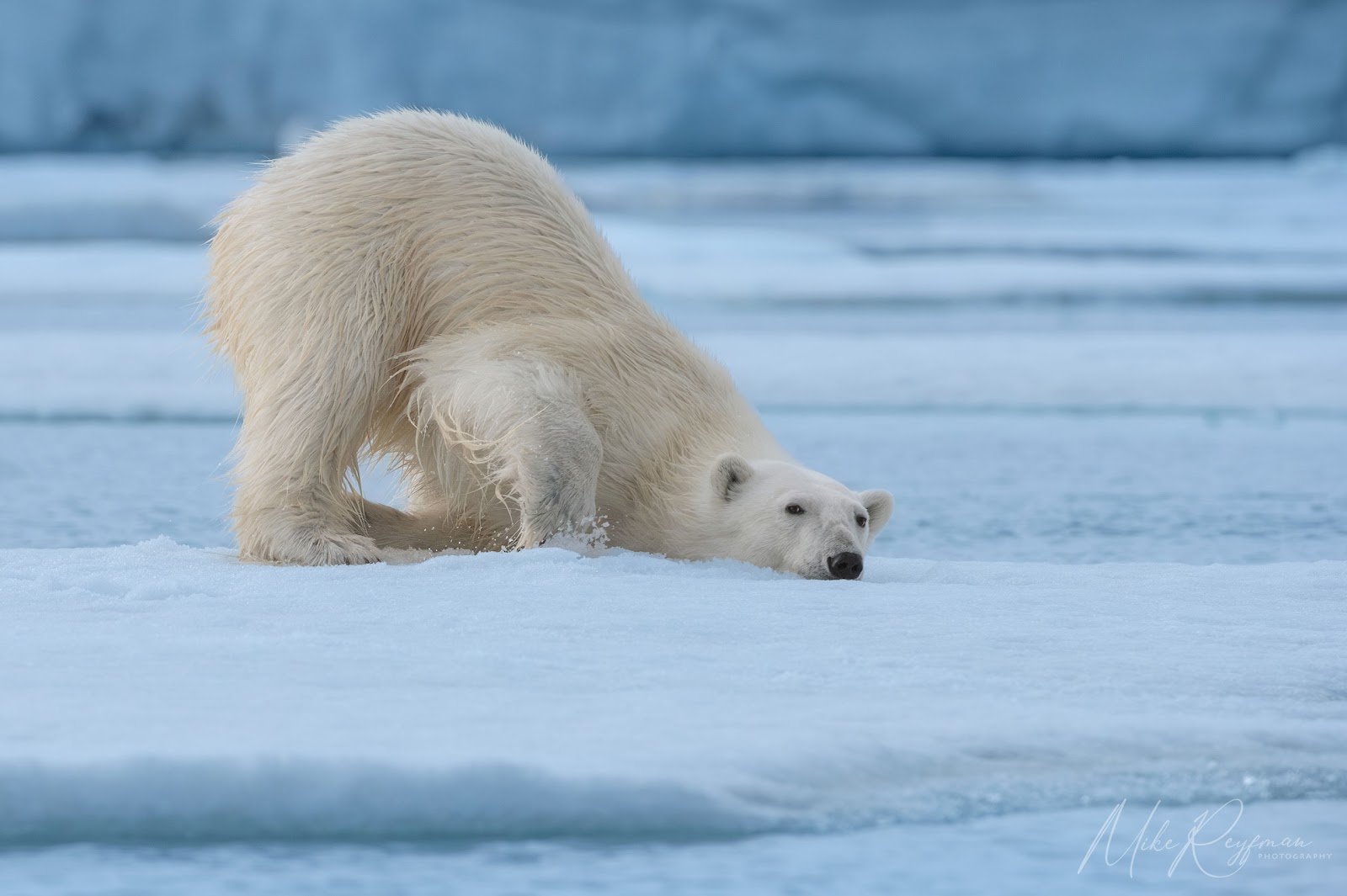 Cute Polar Bear Wallpaper