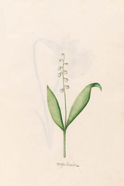 Maÿen blümlein 1692