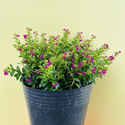 Hoa cẩm tú mai thái mini, giống mới siêu bông | Cây kiểng mini