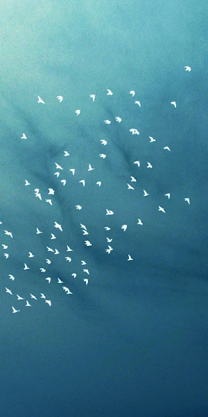 Birds, Sky, Flight, Freedom 4K Wallpaper Background