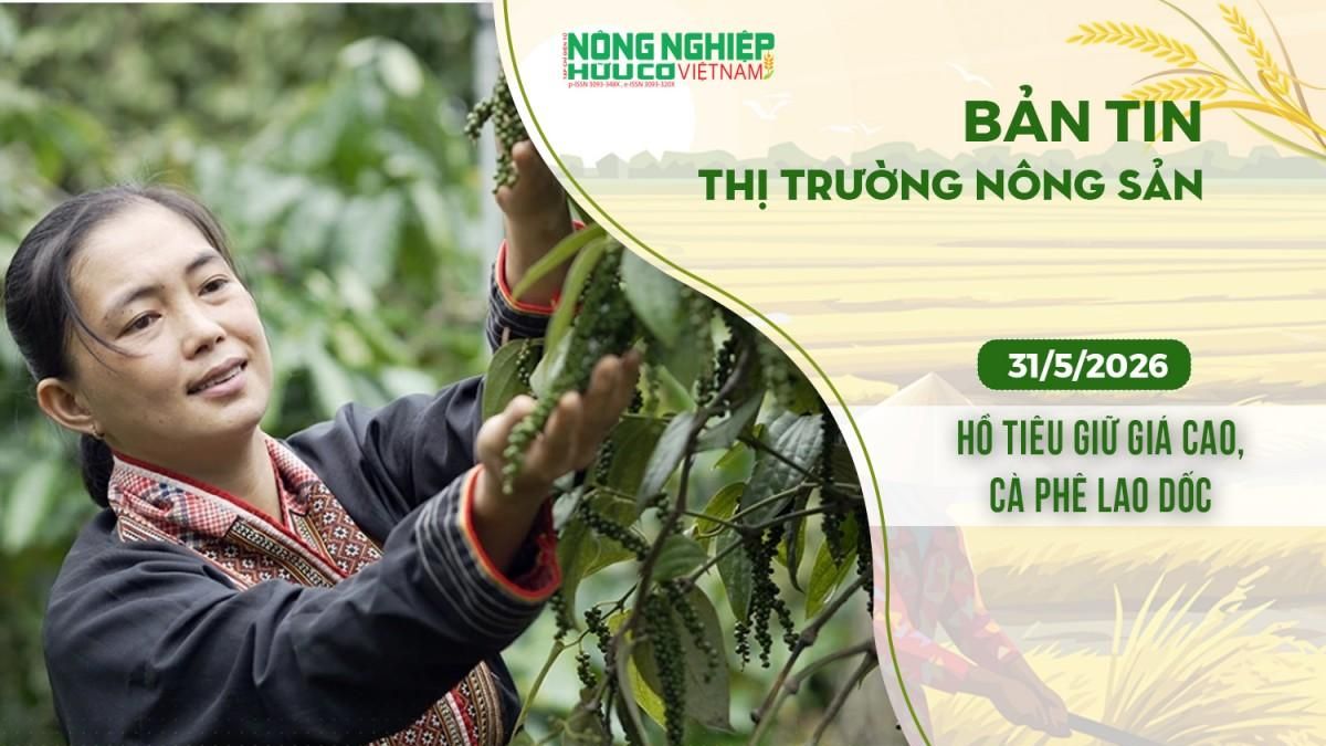 Thị trường nông sản 31/5/2026: Hồ tiêu giữ giá cao, cà phê lao dốc - Nông nghiệp Hữu cơ Việt Nam