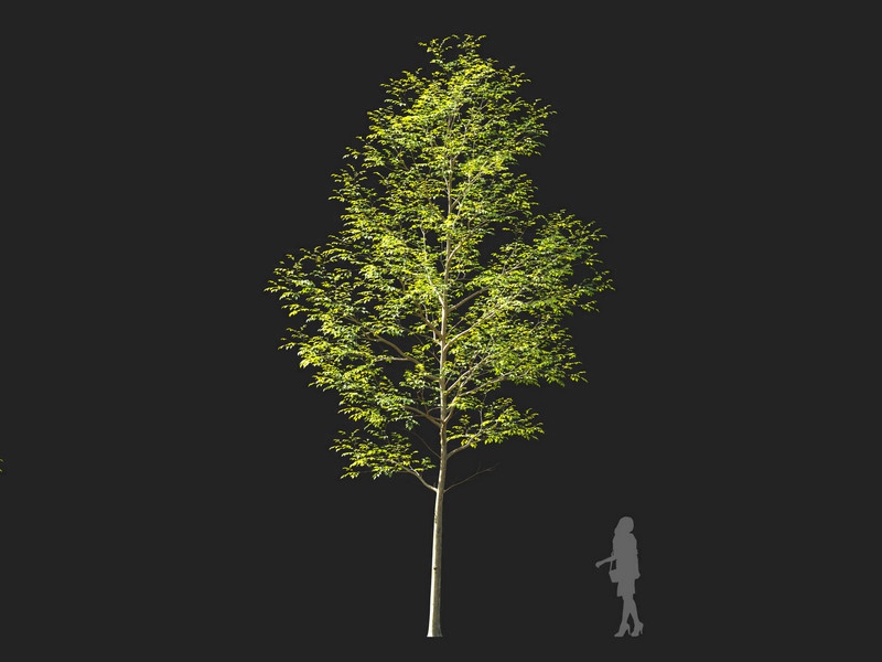 Maxtree - Plant Models Vol.114