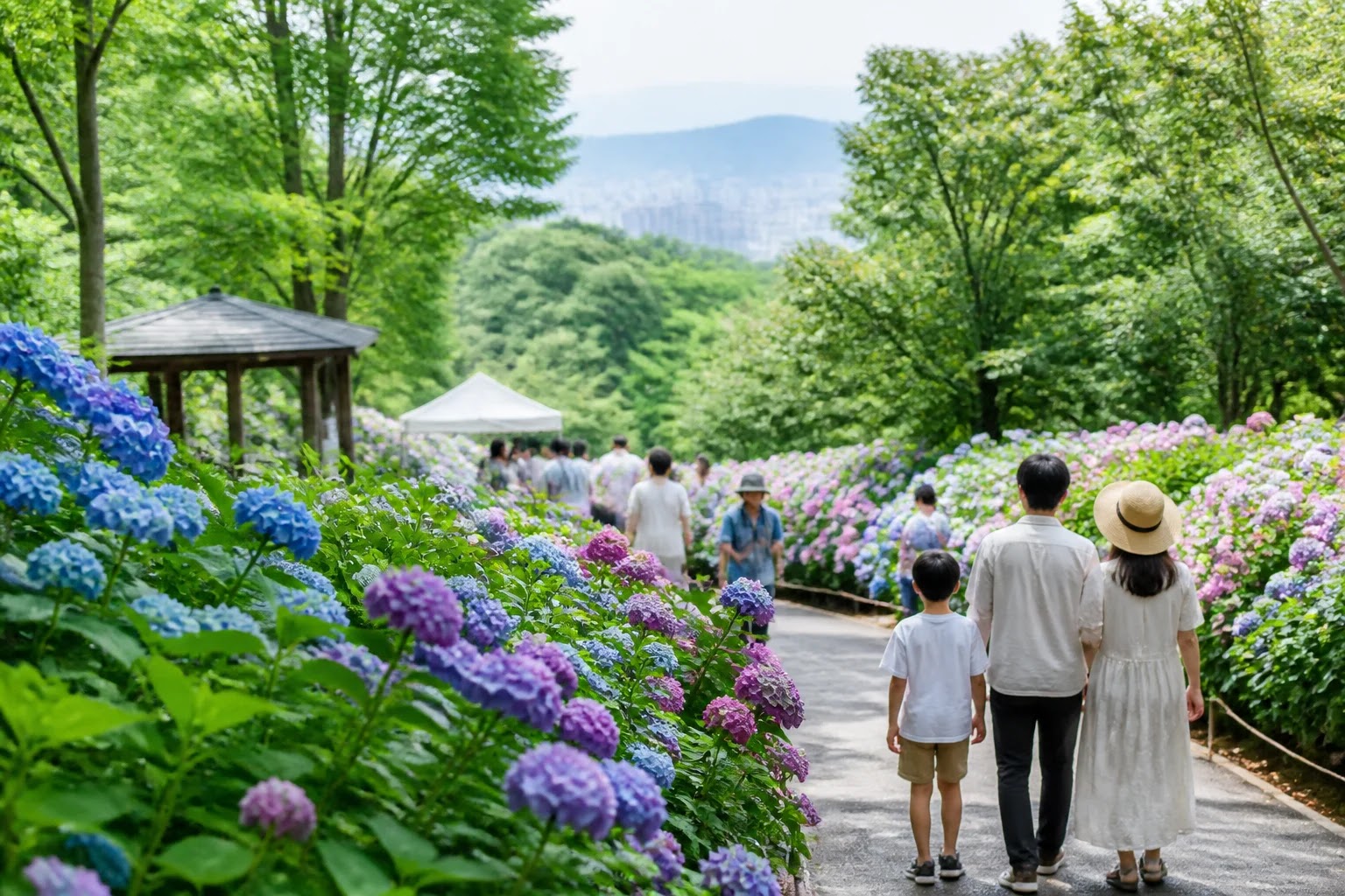초안산 수국축제 방문 전 확인할 점