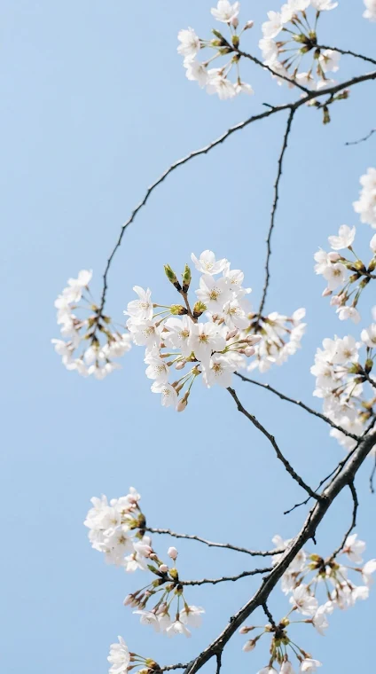 Ethereal Spring Sky Blooms