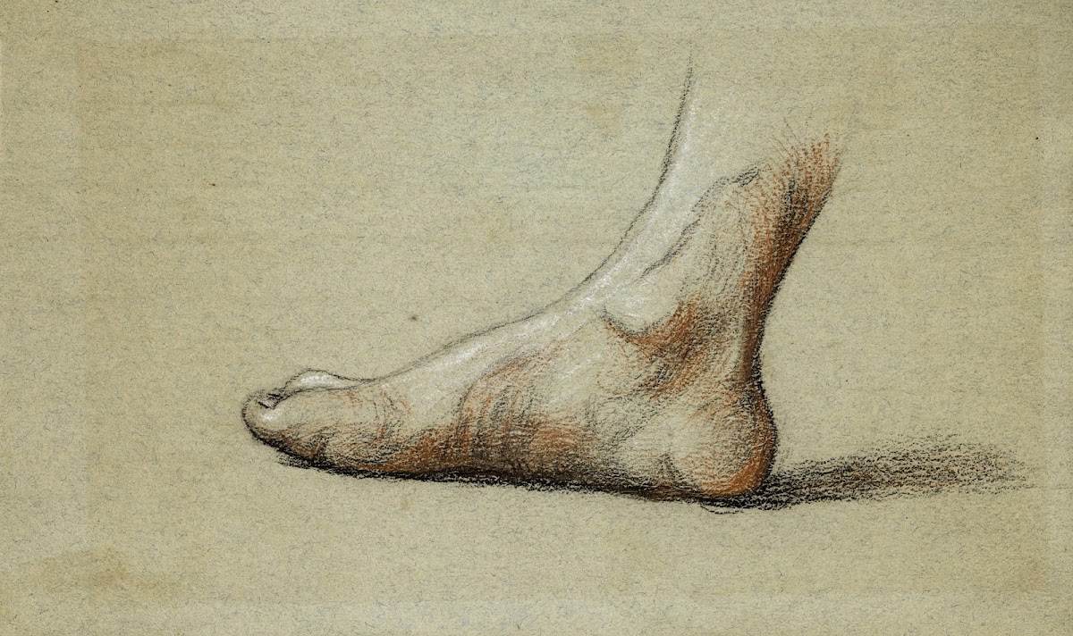 Etude anatomique Pied droit à plat profil gauche