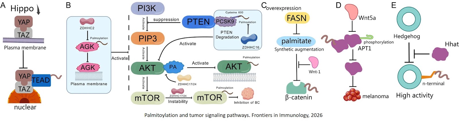 Palmitoylation in cancer: decoding its roles in signal transduction, tumor immunity, and emerging therapeutic opportunities