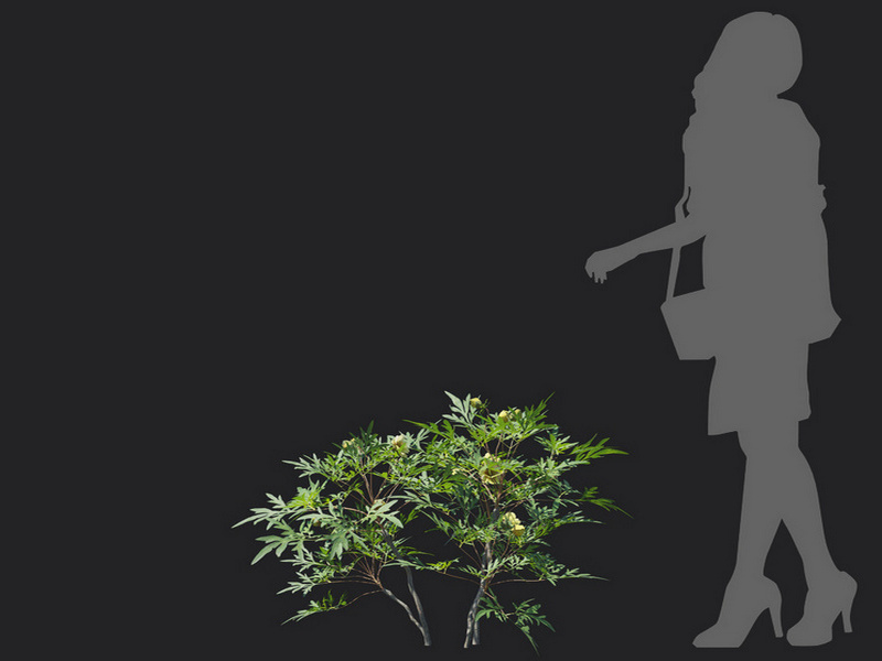 Maxtree - Plant Models Vol.129