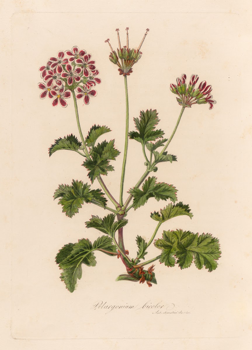 Pelargonium bicolor 1818 1824