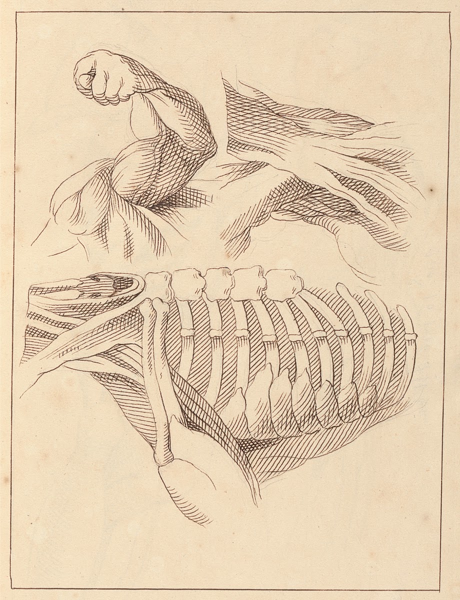 Anatomical Studies of Shoulders 1716