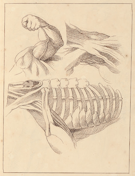 Anatomical Studies of Shoulders 1716