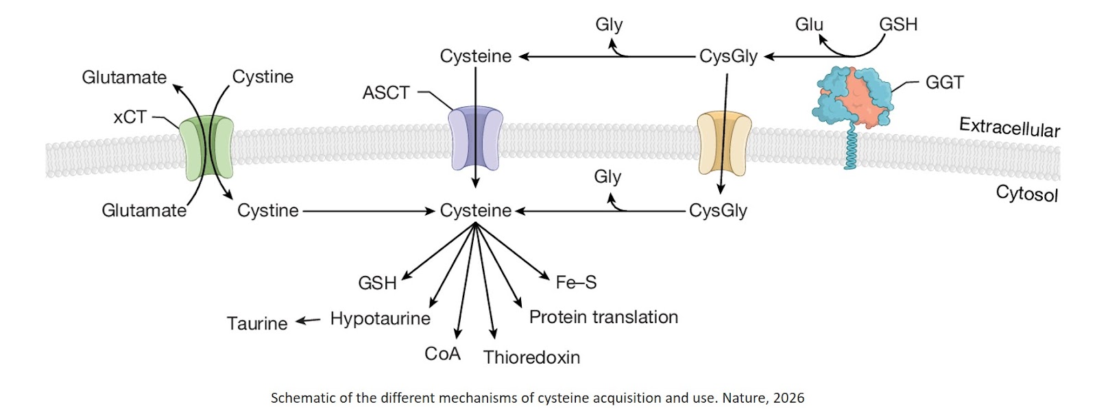Catabolism of extracellular glutathione supplies cysteine to support tumours