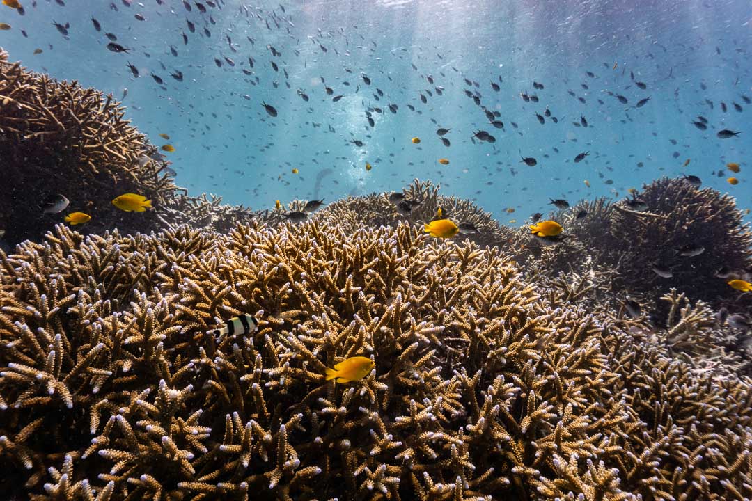 Gili island coral reef. Gili trawangan traveller, Trawangan night market, snorkel dive gili trawangan, eco travel gili trawangan, How to go gili trawangan. CarbonEthics Indonesia