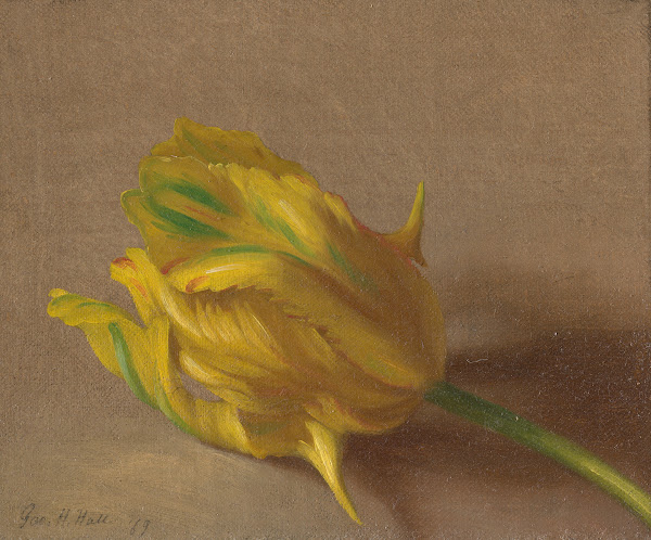Tulip 1869