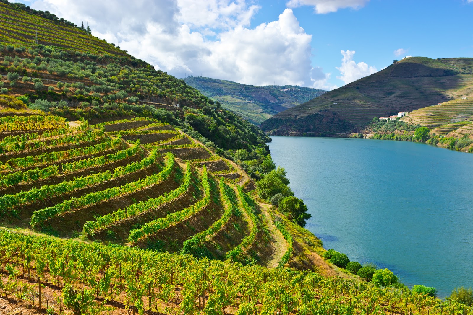 4-Day Romantic Discovery: Porto, Douro Valley, Coimbra