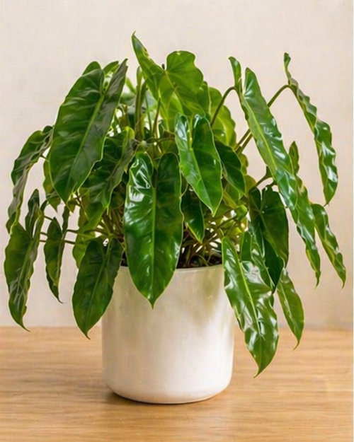 Philodendron Burle Marx Indoor Plant
