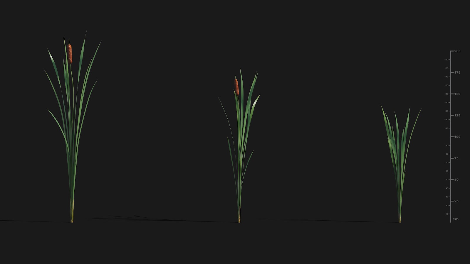 Maxtree - Plant Models Vol.29