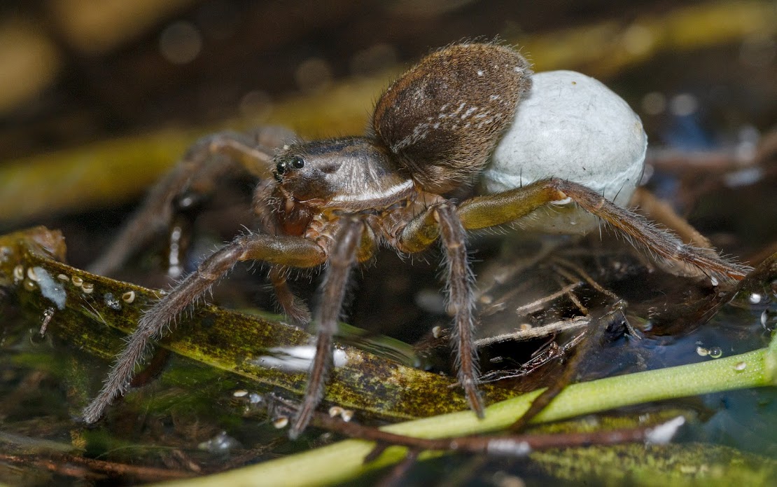 Piratula sp.