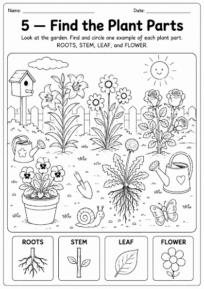 Find the Plant Parts