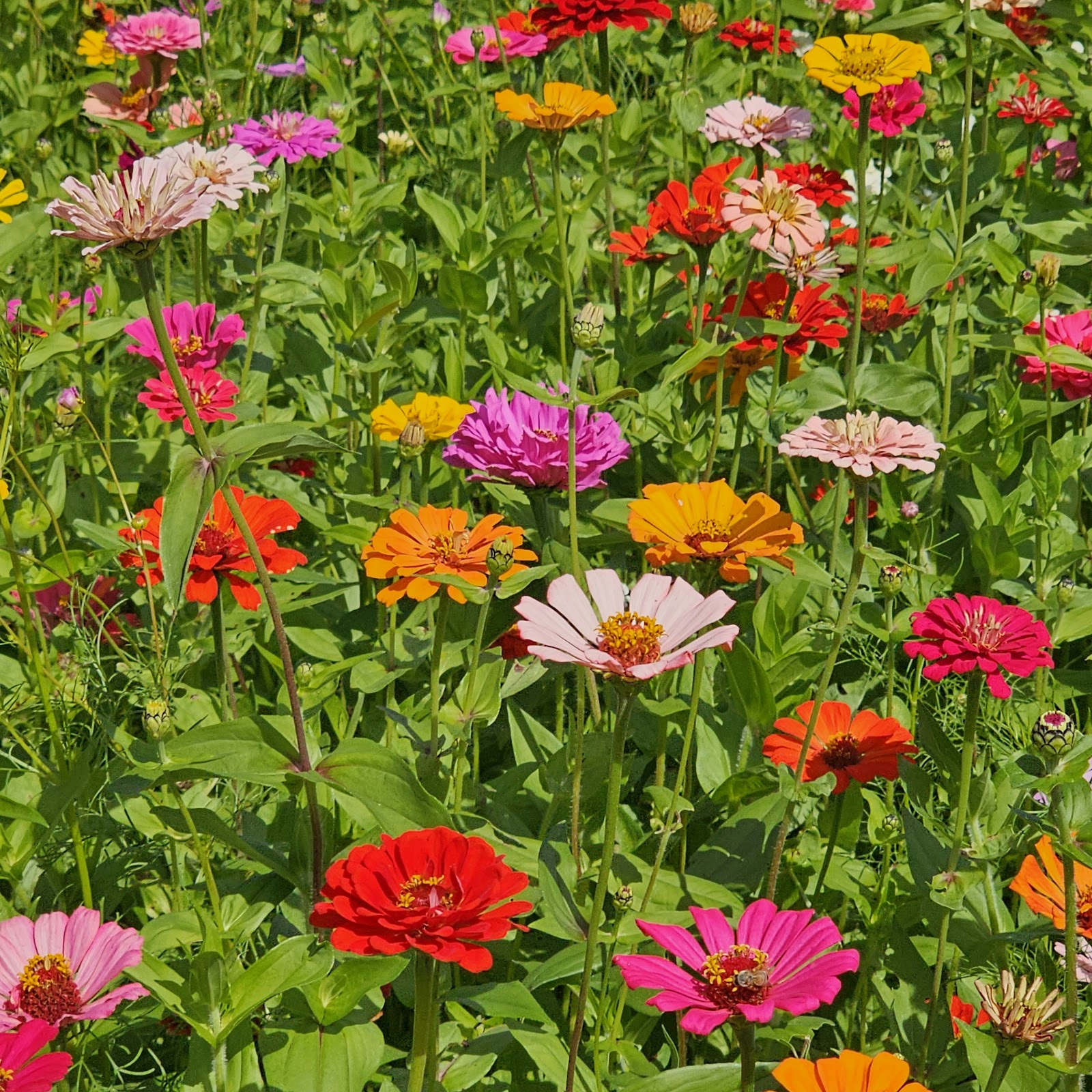 Zinnia field in bloom