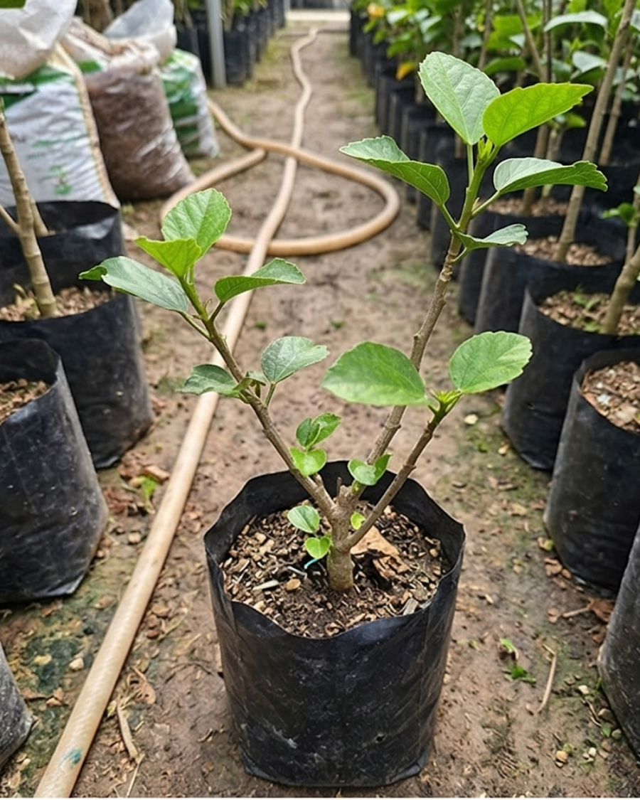 Hibiscus Taiwan Formosa Devil's Treasure — view 2