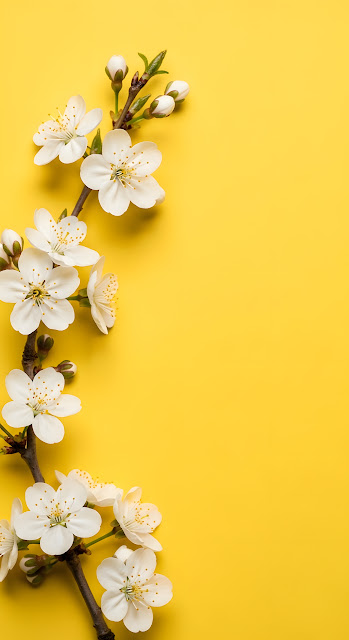 White Spring Blossoms Over Vibrant Yellow Minimalist Composition - Free mobile Wallpaper