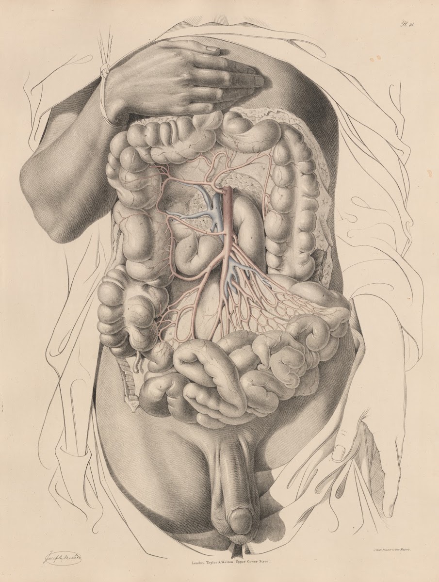 The Superior Mesenteric artery and its branches 1844