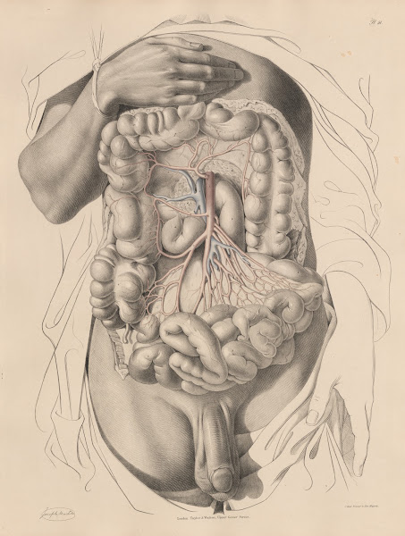 The Superior Mesenteric artery and its branches 1844