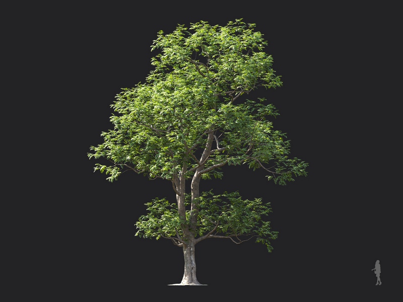 Maxtree - Plant Models Vol.124