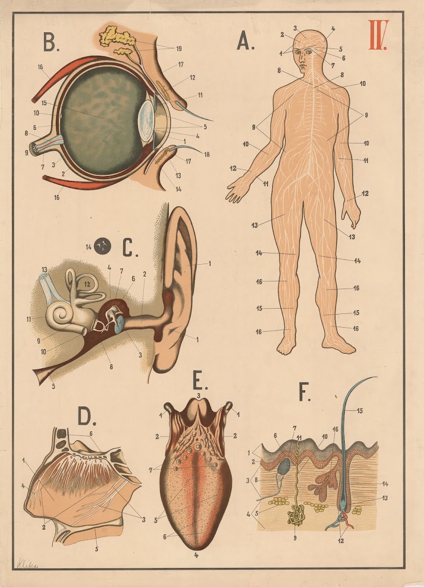 The brain nervous system and senses 1893