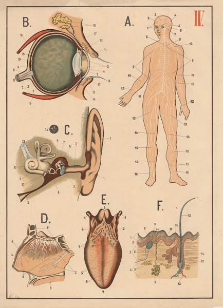 The brain nervous system and senses 1893