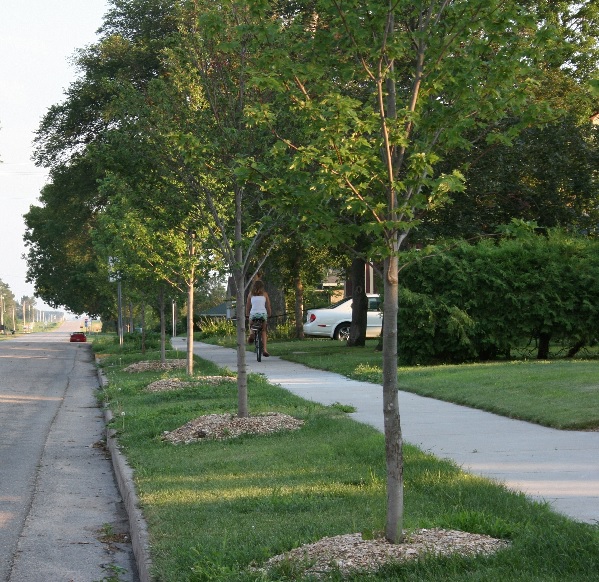 A storm-damaged limb down on the parkway of a Burr Ridge street, seen from the sidewalk looking toward the road.