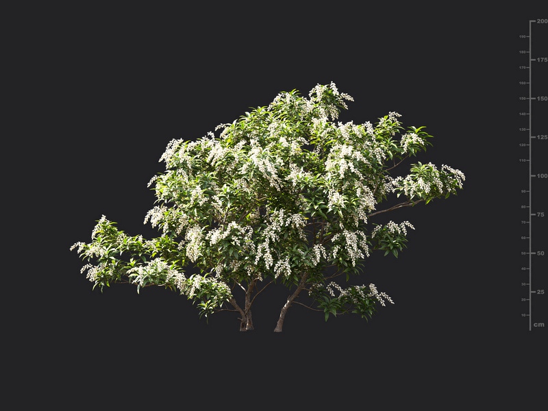 Maxtree - Plant Models Vol.119