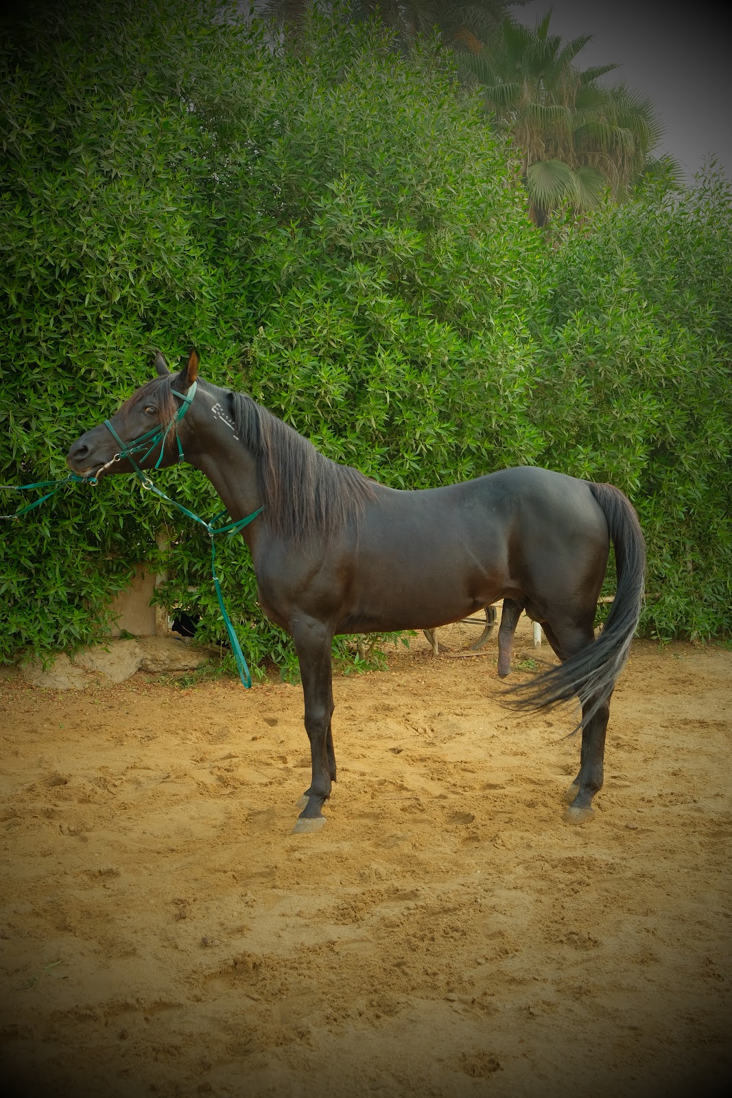 Rafek - Horse available for riding at Beit Zeina in Saqqara, Egypt. Meet this impressive Dark Bay or Black horse, whose sleek, deep coat stands out 