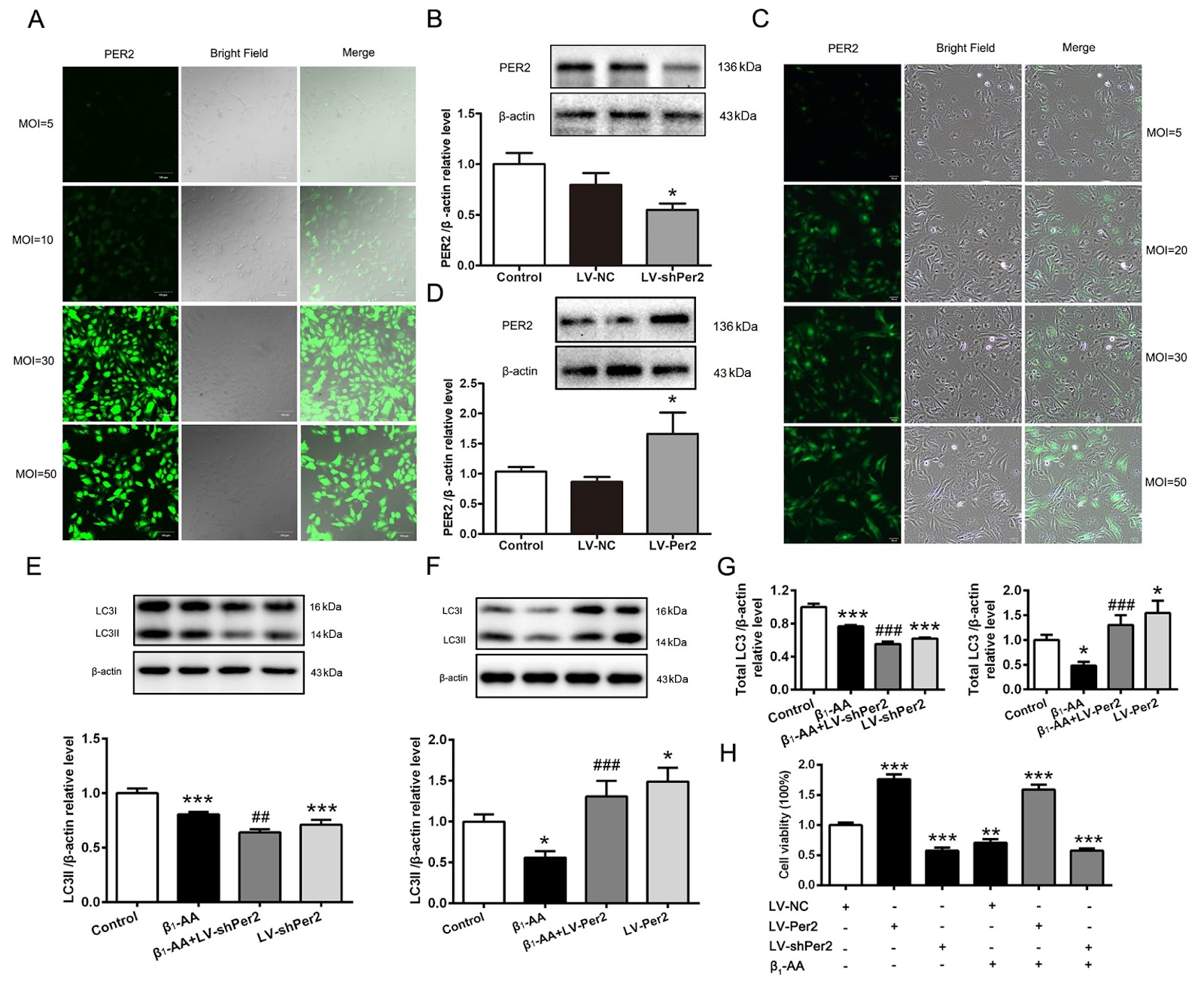 Reduced expression of the PER2 protein contributes to β1-AA-induced cardiac autophagy rhythm disorders