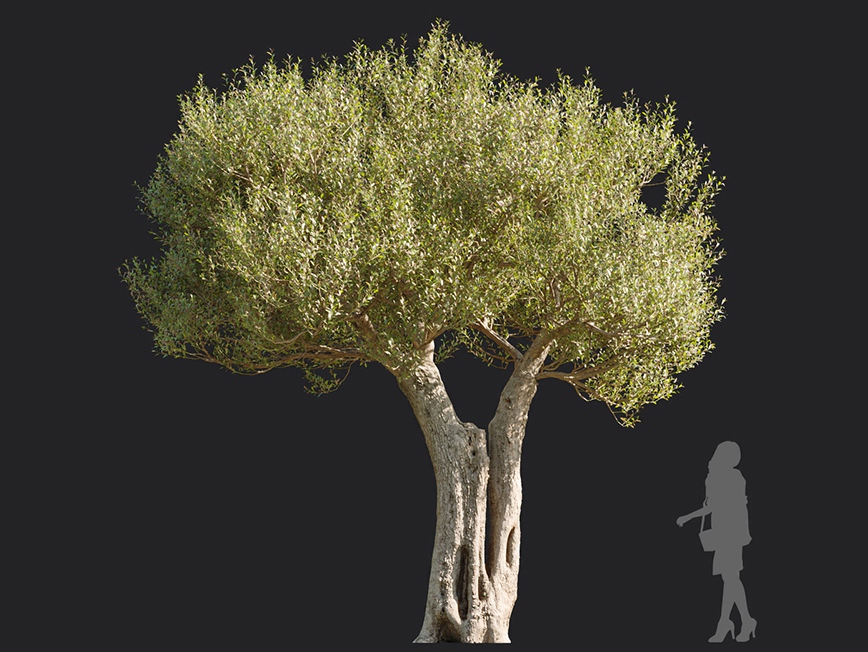 Maxtree - Plant Models Vol.113