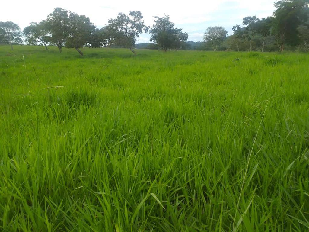 Fazenda em Trombas - GO 4