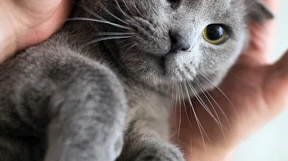 Cute Gray Cat Full HD iPhone Wallpaper Background