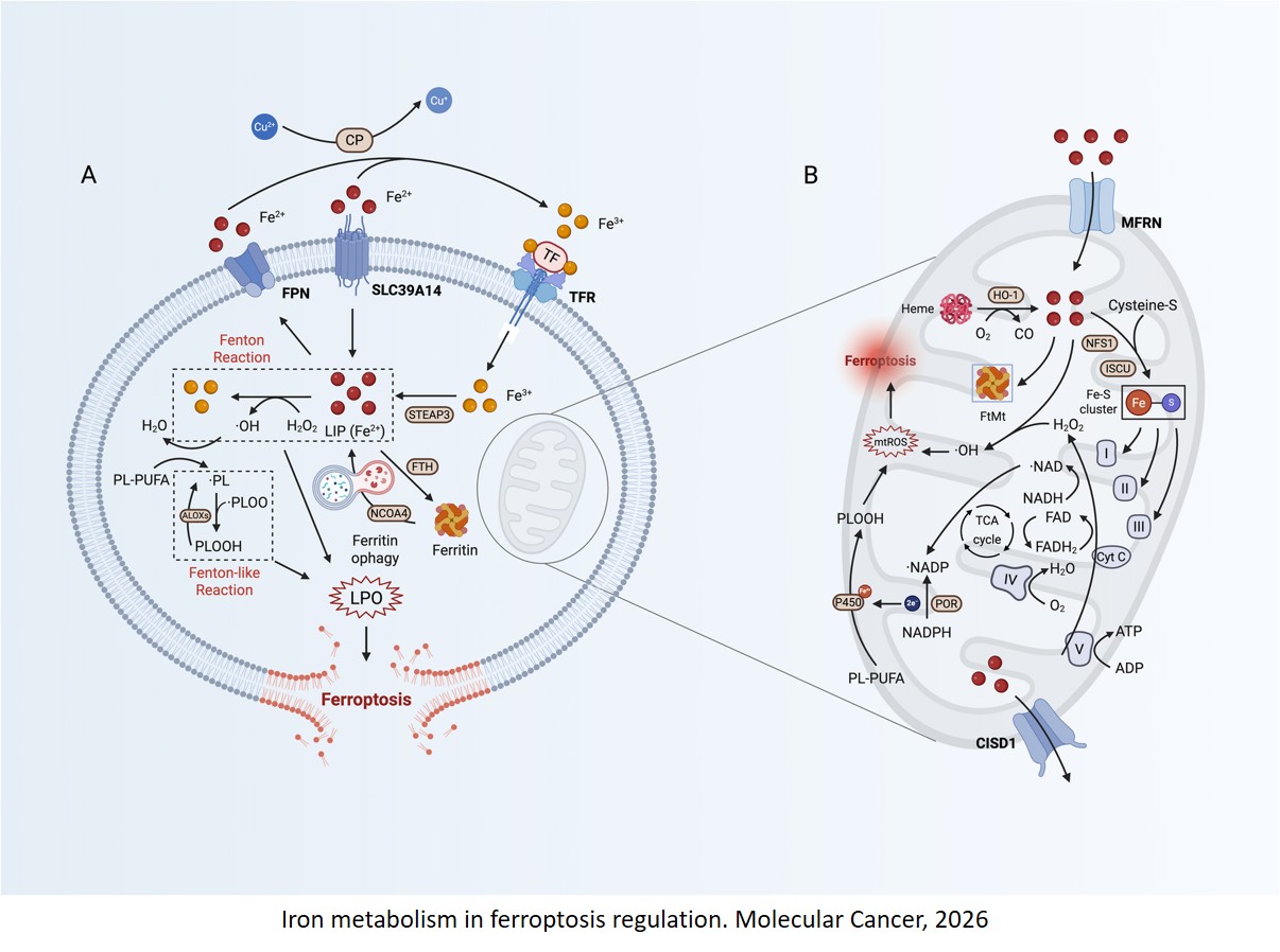 Ferroptosis in cancer toward molecular insights and clinical translation in pancreatic cancer