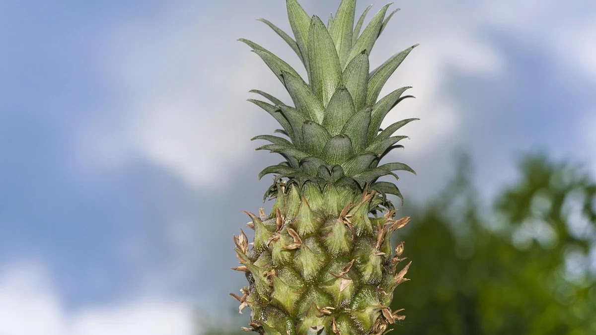 2주 다이어트 식단표 짜는 법과 식품별 칼로리 계산 방법