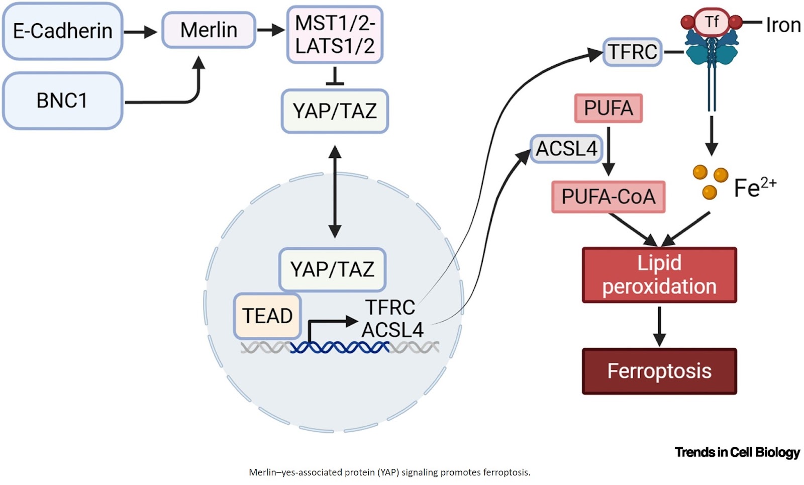 Merlin–YAP signaling: emerging mechanisms, functions, and therapeutic approaches