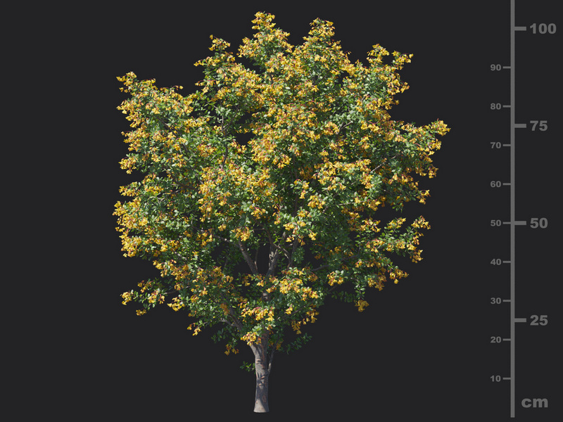 Maxtree - Plant Models Vol.129