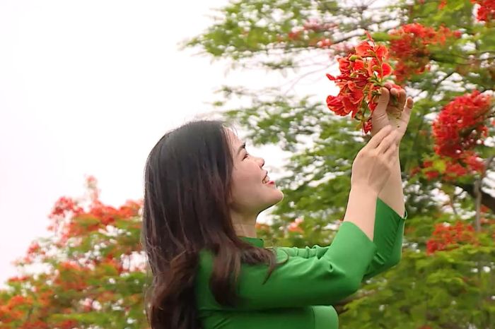 Hoa phượng vĩ gọi hè về - Đài Phát thanh và truyền hình Hà Nội