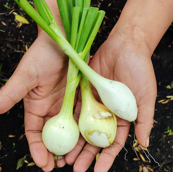 Comprar cebolla cabezona orgánico