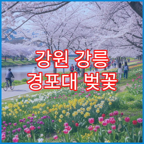 강원 강릉 경포대 벚꽃 드라이브 초보 커플 추천 루트