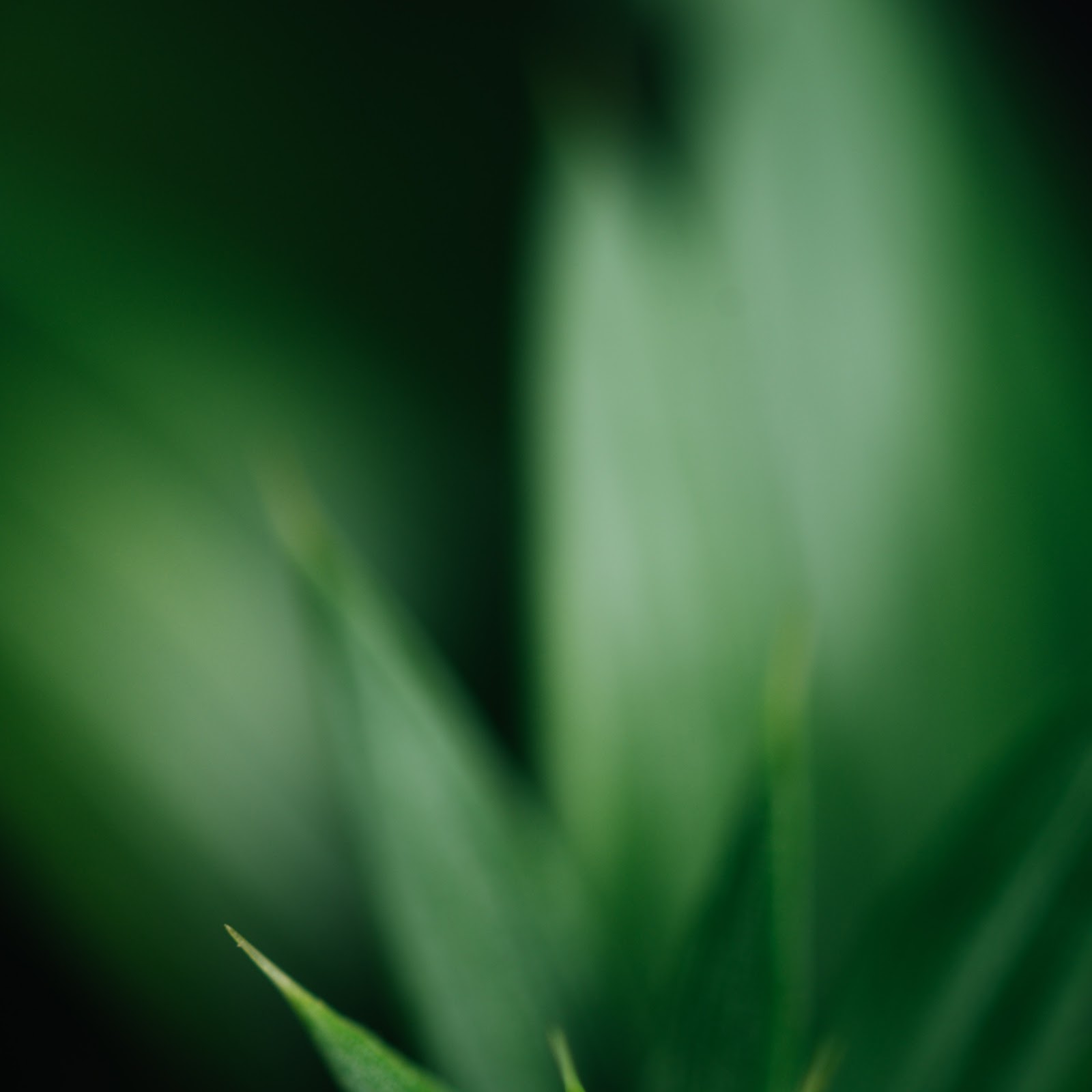 Download Macro Green Plant Leaves 5K iPhone
