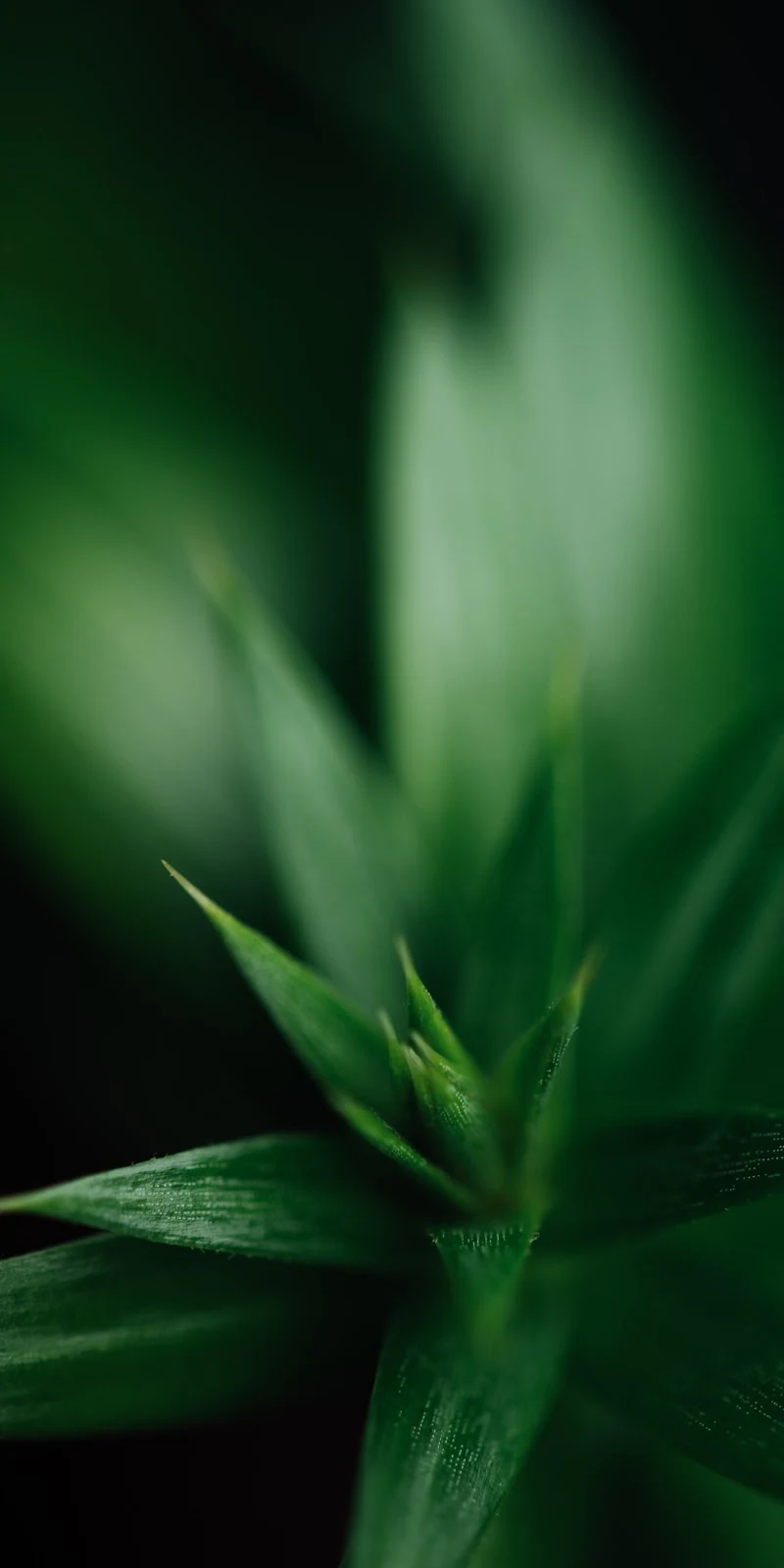 Macro Green Plant Leaves - Macro Photography 5K iPhone Wallpaper (3024x6048)