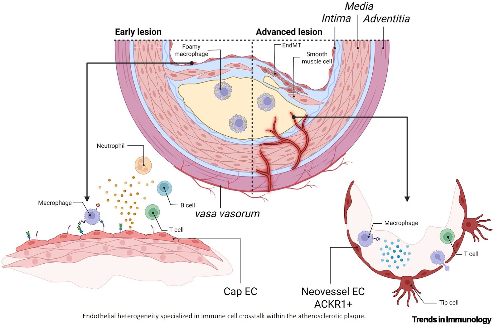 Endothelial cells modulate immune cell responses during atherosclerosis