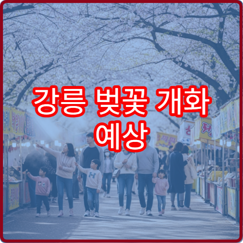 강릉 벚꽃 개화 예상 경포대 벚꽃 절정 시기