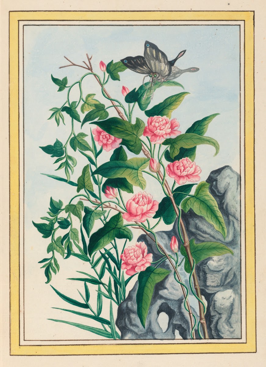 Plantes de Chine Pl022 1776