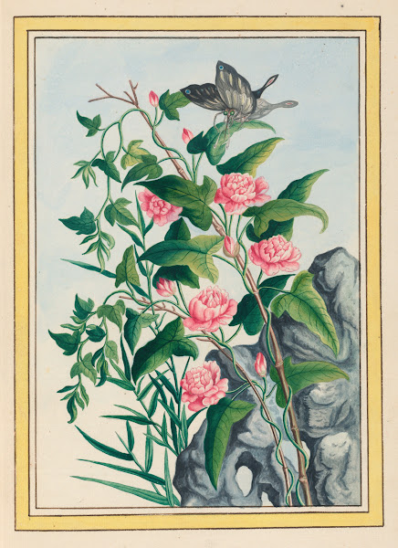 Plantes de Chine Pl022 1776